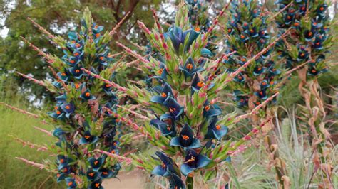 sapphirl tower photo|Sapphire Tower l Mesmerizingly Beautiful Succulent .